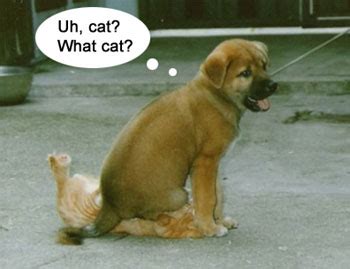 Funny & Cute Dog and Cat Pics - Dog and Cat Funnies Part 2