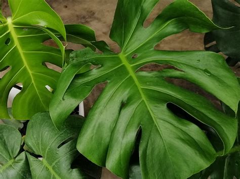 Monstera deliciosa | Wholesale Nursery - Nurseries in Melbourne, Sydney ...