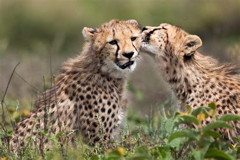 Planning your dream Tanzanian safari can be a daunting prospect. Our Ultimate Tanzania Safari ...