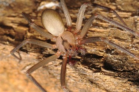 Violin spider, play for me | Bugs In Our Backyard