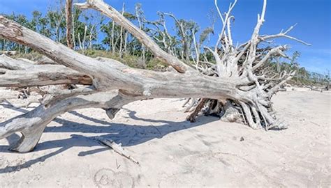 Exploring Boneyard Beach - Jacksonville Beach Moms