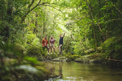 Daintree Rainforest: A Timeless Wonder of Biodiversity and Beauty » Royal Bengal Tourism