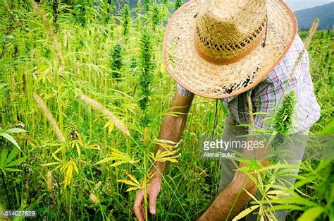 2,814 Marijuana Field Stock Photos, High-Res Pictures, and Images ...