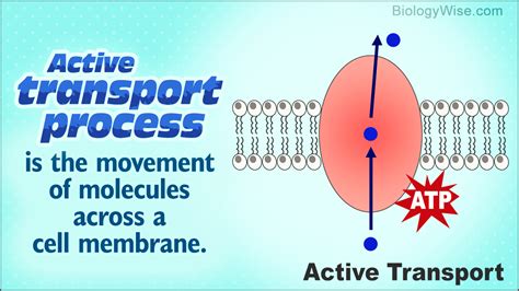 What Is Meant By Active Transport In Biology - Transport Informations Lane