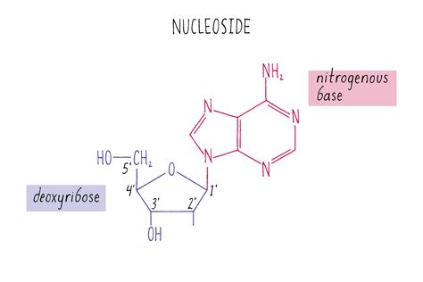 Nucleoside Structure