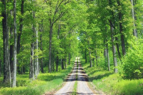 Free Images : tree, nature, wilderness, road, trail, meadow, sunlight, driving, spring, green ...