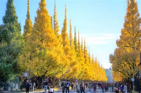 Autumn 2016: Meiji-jingu Gaien’s Ginkgo Avenue – Lakbayer