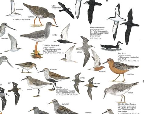 Coastal Birds: British Isles and Europe - Poster | Coastal birds, Sea ...