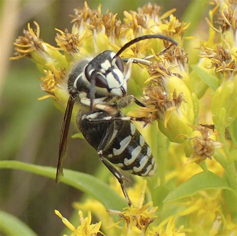 Minnesota Seasons - bald-faced hornet