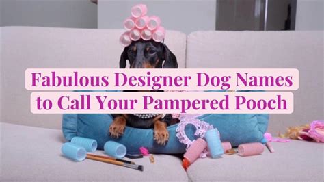 33 Fabulous Designer Dog Names to Call Your Pampered Pooch