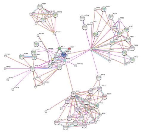 Graphminator: STRING Protein Protein Interaction Database