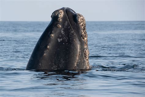 What Whale Barnacles Know | Hakai Magazine