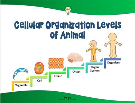 Cellular Organization Levels Poster is available on TpT: https://www ...