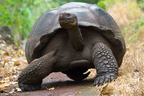 Did you know that Charles Darwin and Steve Irwin cared for the same tortoise named Harriet? That ...