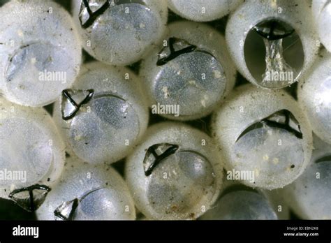 Shield bugs, Stink bugs (Pentatomidae), eggs of a Shield bug, empty eggs with egg tooth, Germany ...