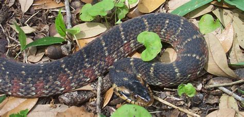 The Banded Water Snake