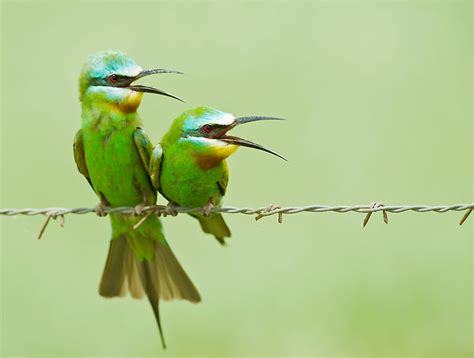 12. 20: Bird Reproduction - Biology LibreTexts