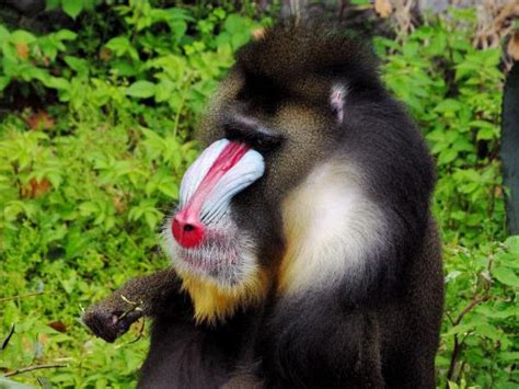 Gabon wildlife holiday, mandrills and gorillas | Responsible Travel