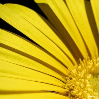 Rays of Sunshine - Rayons de soleil | Gerbera Daisy Flower A… | Flickr