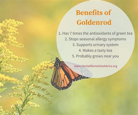 Benefits of Goldenrod | Herbs for health, Healing herbs, Herbal healing