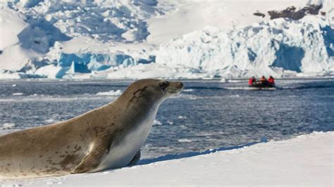 Cruise to Antarctica | World's best cruises