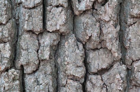 oak tree bark - Google Search | Home remedies, Herbalism, The cure