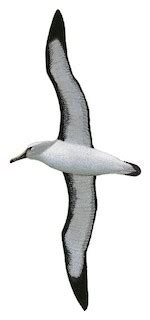 Diomedeidae - Albatrosses - Birds of the World