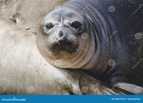 Elephant seal pup stock photo. Image of life, coast, sansimeon - 52023702