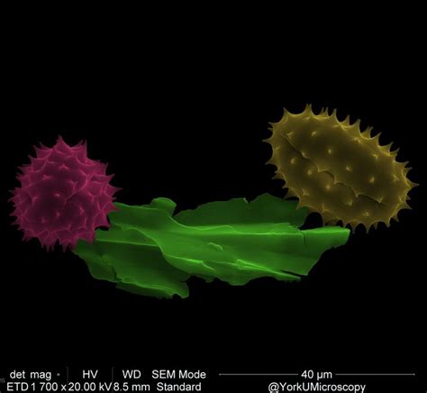 Pin by York U Microscopy on Pollen under the Microscope | Plant leaves ...