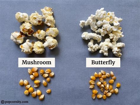 Mushroom Popcorn vs. Butterfly Popcorn | Popcornity