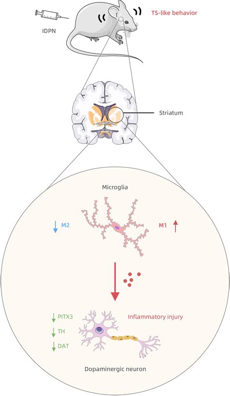 Frontiers | The inflammatory injury in the striatal microglia-dopaminergic-neuron crosstalk ...