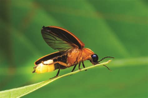 Local hero out to save firefly habitat