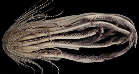 Alien-Like Sea Creature With 20 Arms Identified By Scientists