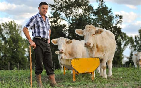 Free Images : man, grass, field, farm, meadow, rural, herd, pasture ...