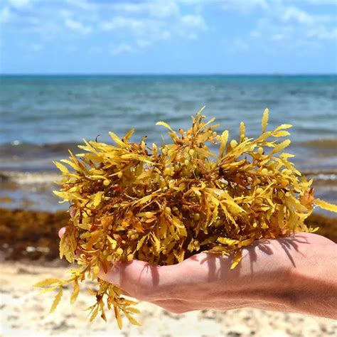 Sargassum Seaweed Has Arrived On Florida Beaches And Will Get Worse ...