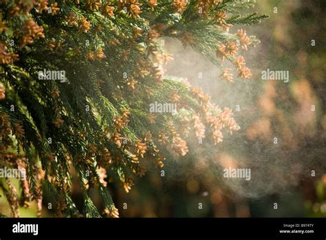 Cedar Pollen High Resolution Stock Photography and Images - Alamy