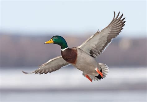 Mallards Flying