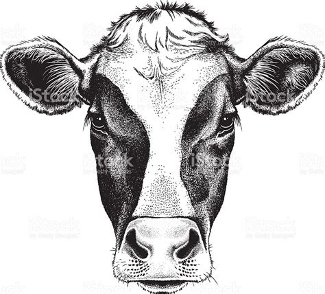 Face of a Cow royalty-free stock vector art | Cow illustration, Cow tattoo, Cow sketch