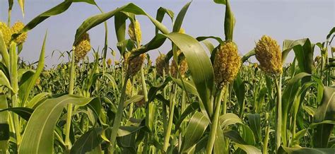 Types of Millets In India, Cultivation FAQs | Agri Farming