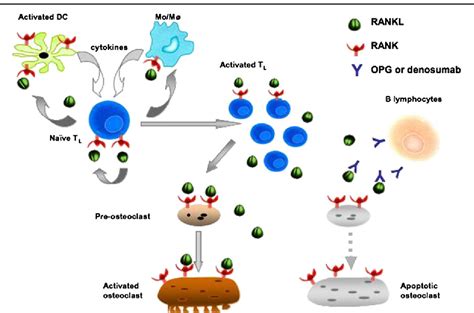 Figure 1 from Do RANKL inhibitors (denosumab) affect inflammation and immunity? | Semantic Scholar