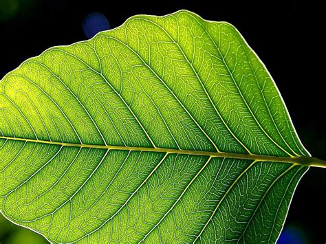 File:Green leaf leaves.jpg - Wikimedia Commons
