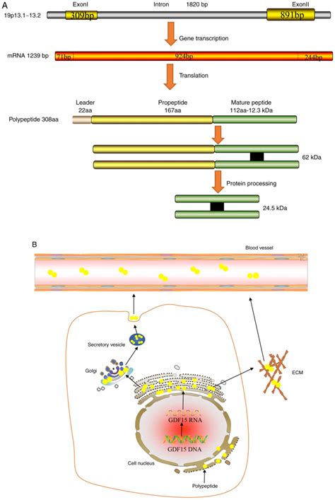 Emerging roles of growth differentiation factor‑15 in brain disorders (Review)