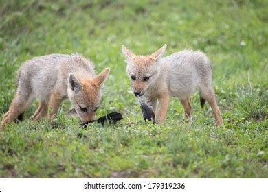 Baby Golden Jackal Pups Their Den Stock Photo 179319236 | Shutterstock