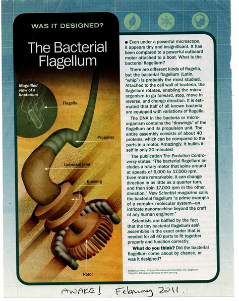 Bacterial flagellum structure Microbiology, Magnifier, Bacteria, Design