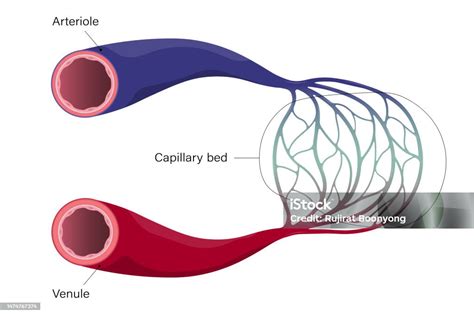 Pembuluh Darah Arteriol Vena Dan Kapiler Ilustrasi Stok - Unduh Gambar Sekarang - Pembuluh darah ...