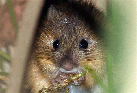 Guardians Intervenes to Protect New Mexico Meadow Jumping Mouse | Brave ...