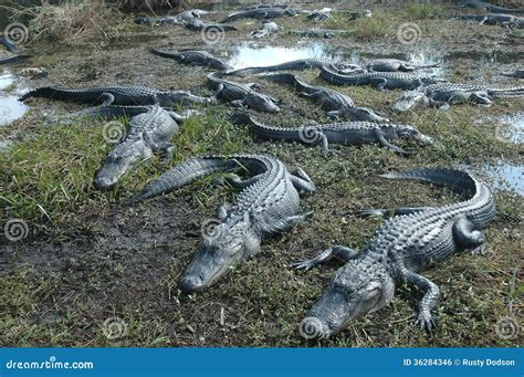 American Crocodile stock photo. Image of wild, wildlife - 36284346