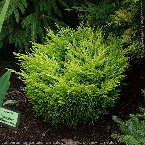 Juniperus horizontalis 'Limeglow' (Creeping Juniper, Lime Glow Juniper, Limeglow Juniper ...