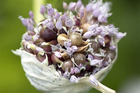 The Three Ways to Propagate Garlic | Gardener’s Path