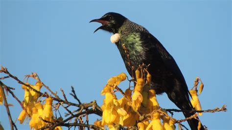 Bird identification assessment